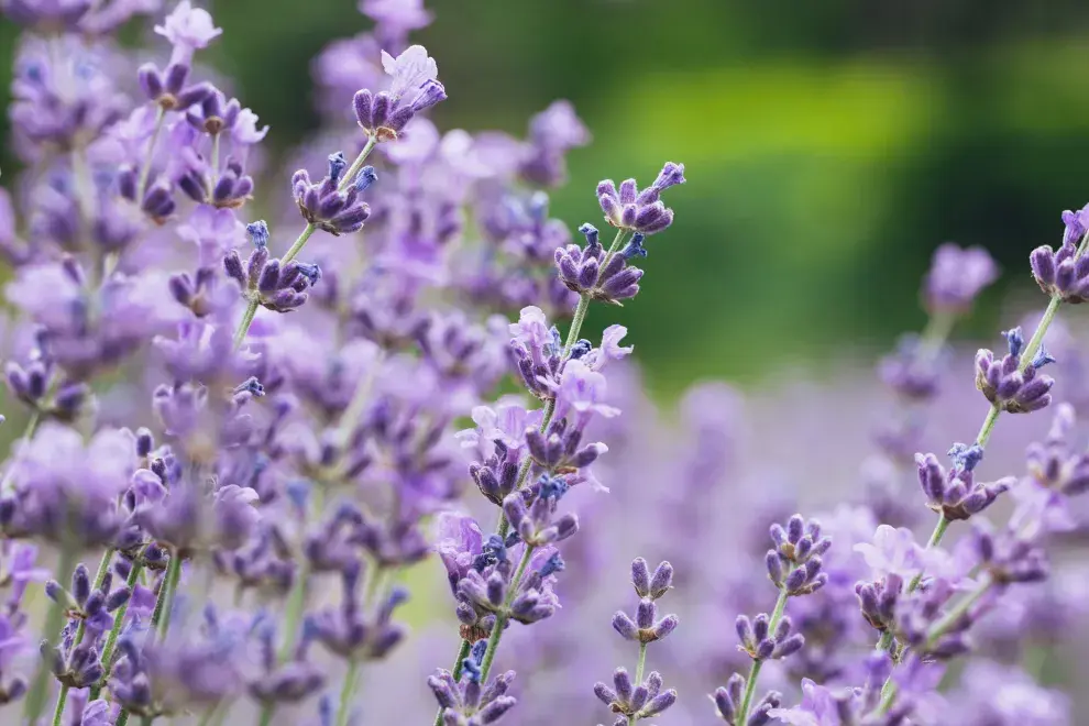 Foto de Lavanda.