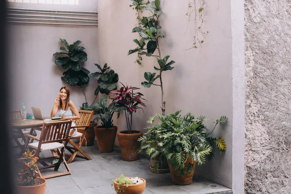 plantas deco fáciles de cuidar