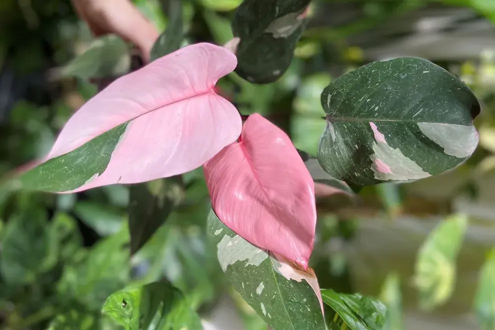 Conocida como la "princesa rosa", la Philodendron 'Pink Princess' es de las plantas más buscadas por los coleccionistas.