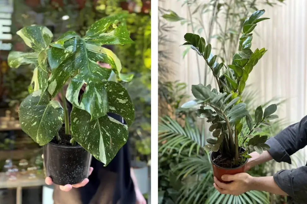 La Monstera 'Thai Constellation' es una especie muy valiosa en parte porque todavía no se cultiva en el país. La Zamioculcas zamiifolia es una planta escultórica, ideal para dar un golpe de impacto en cualquier ambiente.