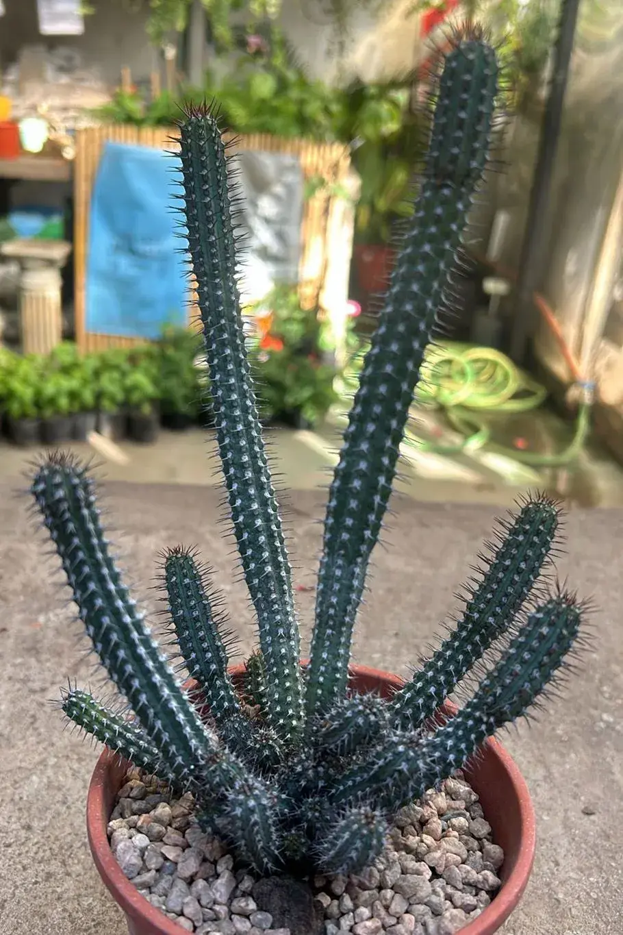 Originaria de Kenia, la Euphorbia baioensis es una suculenta con tallos en forma de columna y espinas dobles. Posee floración de pequeñas flores amarillas adosadas a sus hojas.