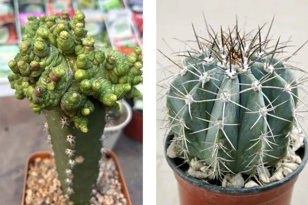 Izquierda, la Mammillaria bocasana fred., especie que debe estar en semisombra, con riego moderado. A la derecha, un ejemplar de 5 años de Melocactus azureus. Es una especie que está en peligro de extinción.