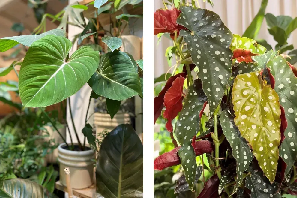 La Philodendron gloriosum es una especie tropical de interior. Necesita luz indirecta brillante, alta humedad, riego moderado y temperaturas constantes. A su lado, Begonia maculata, con sus puntos plateados que la vuelven única.