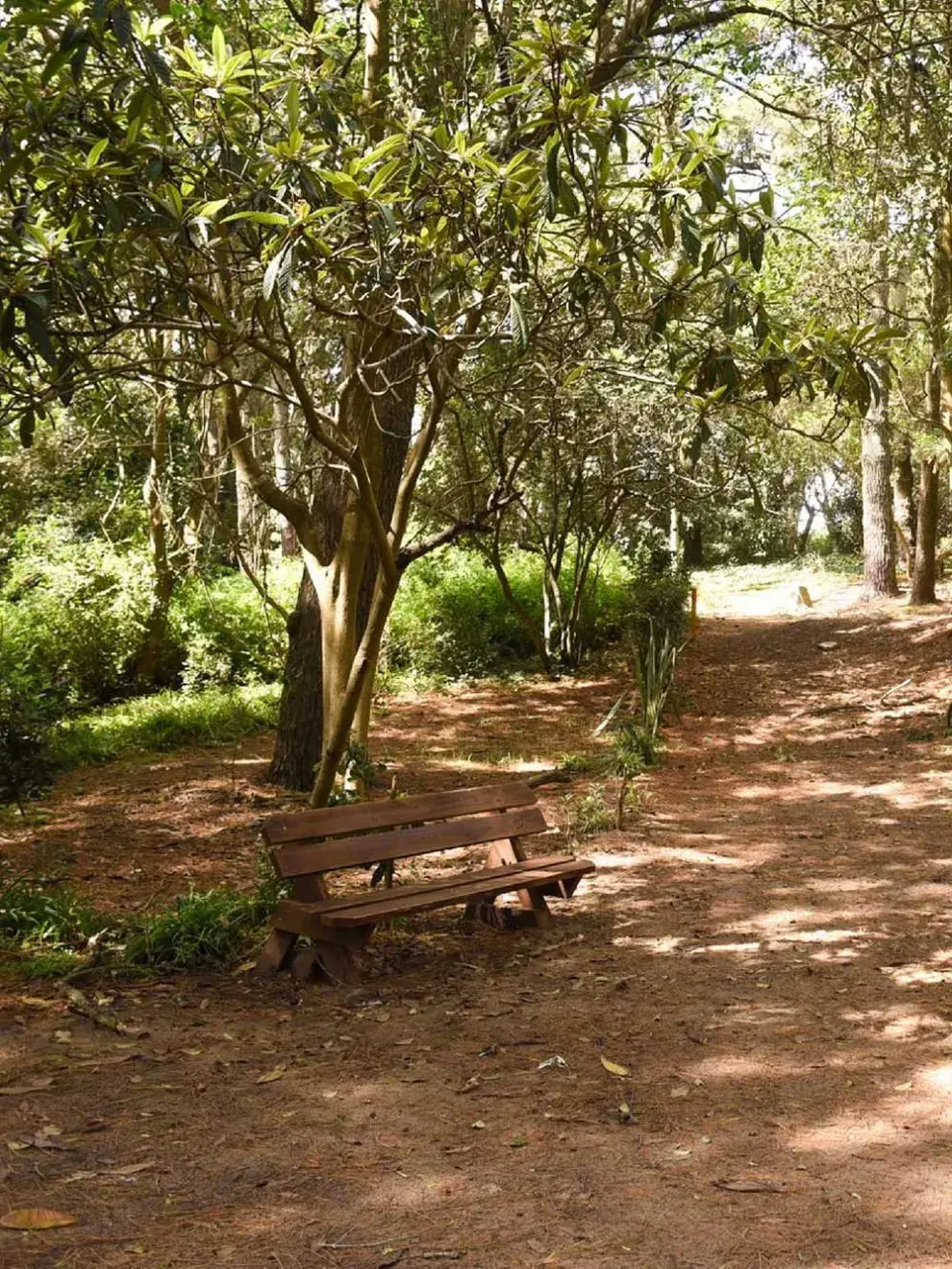 . Un lugar rodeado de bosque, con playas increíbles, extensas y bien serenas. . Un lugar rodeado de bosque, con playas increíbles, extensas y bien serenas. 