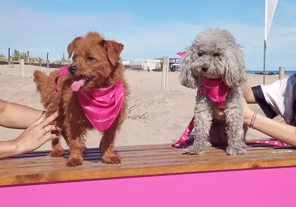 Vacaciones en la playa con mascotas: consejos para cuidarlas del calor y la "Ruta Dog friendly"