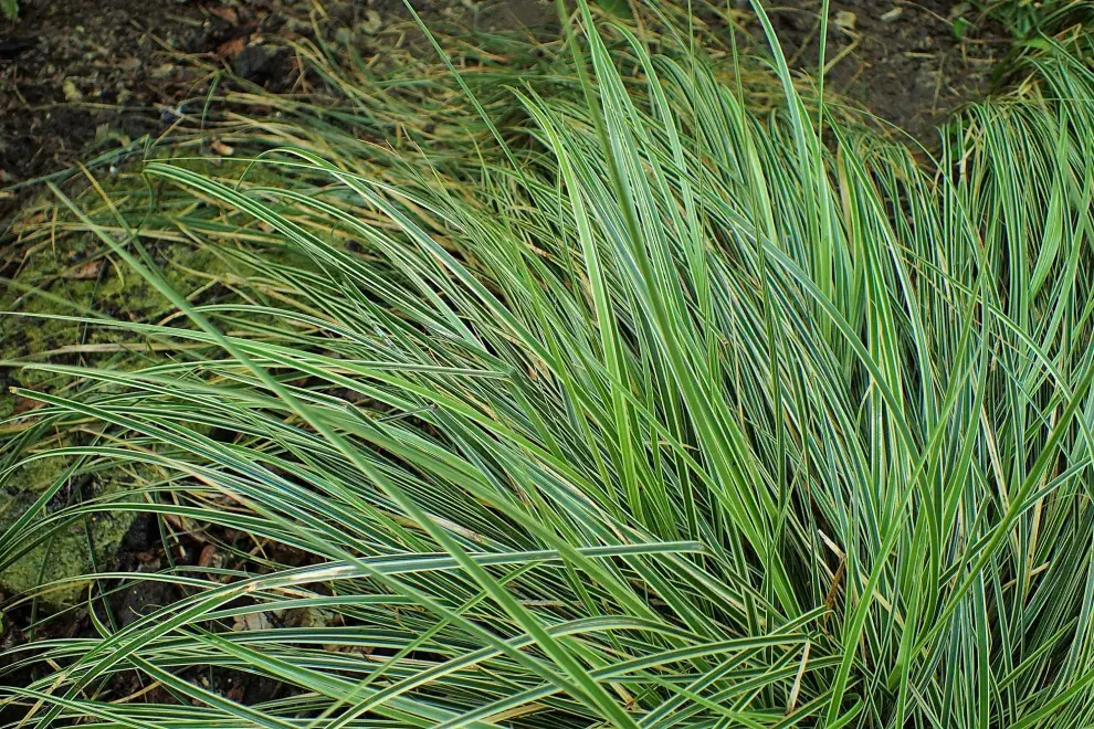 Carex morrowii, una variedad de hojas variegadas en blanco crema, muy vigorosa pero no invasiva