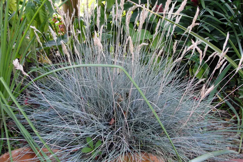 La Festuca glauca necesita requiere plena exposición al sol, crece en todo tipo de suelos, pero necesita buen drenaje