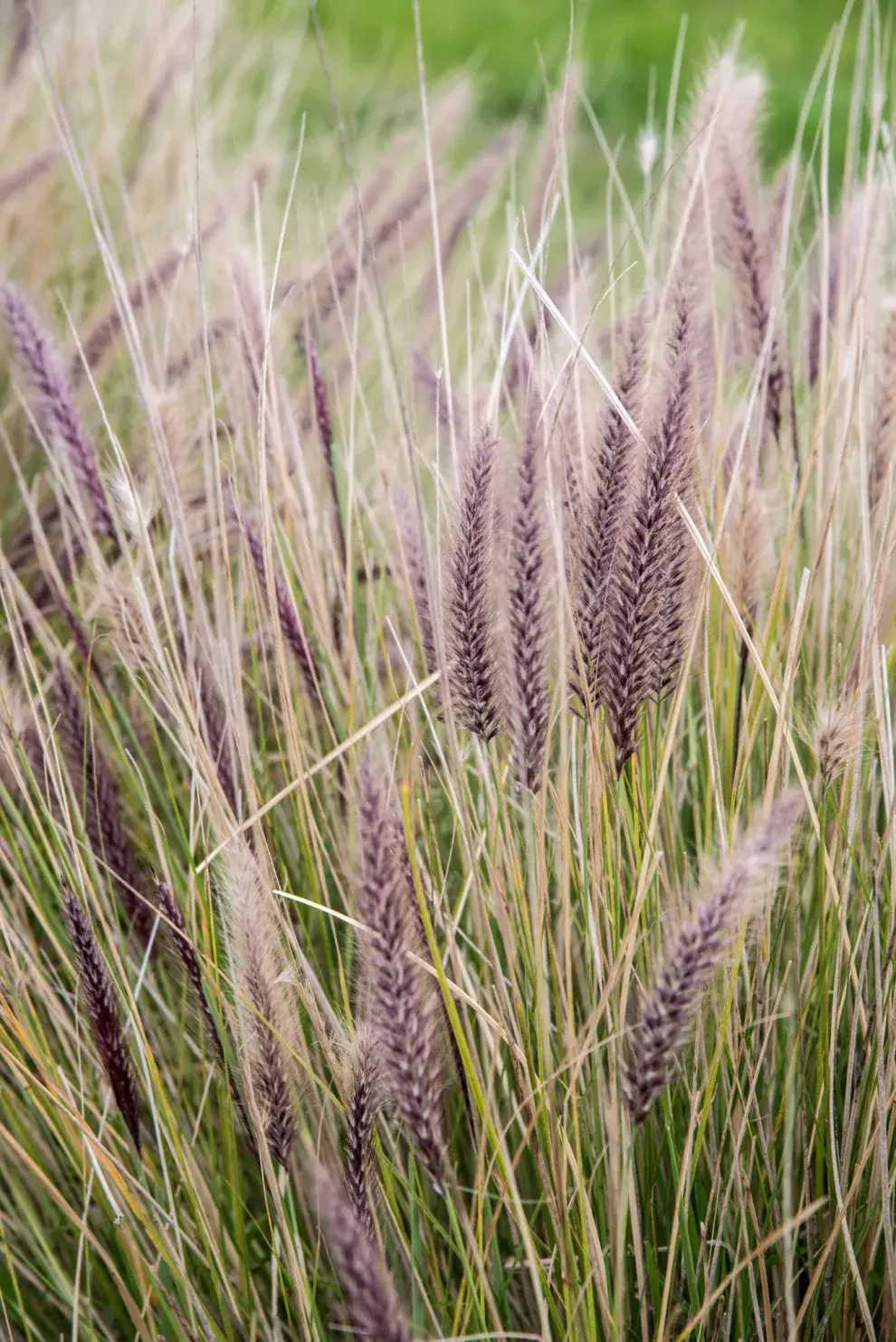 El Pennisetum setaceum es una gramínea de gran porte, puede alcanzar 1.30m de altura