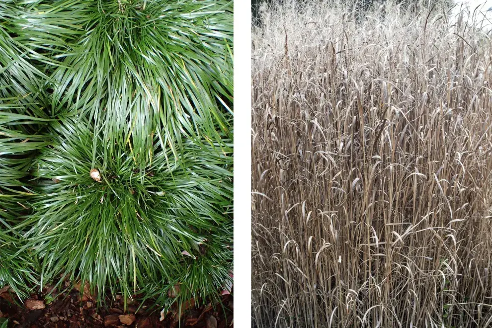 Acorus gramineus y Panicum virgatum, dos especies fáciles y resistentes para cultivar en macetas 