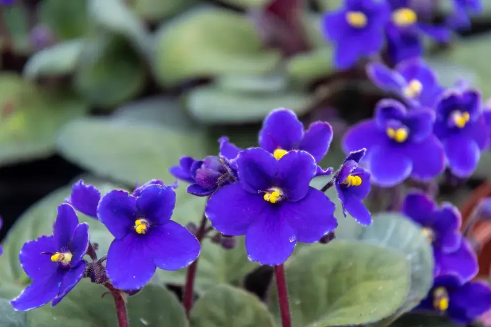 Originaria de Kenia, la violeta africana es amante de la luz indirecta y de los ambientes húmedos.