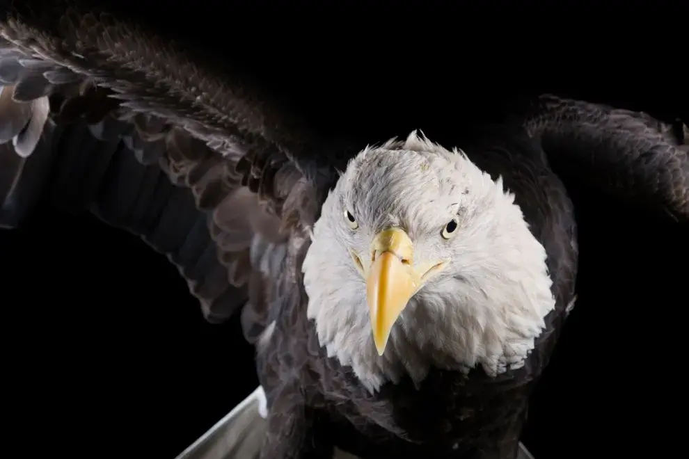 Águilas calvas (Haliaeetus leucocephalus): 