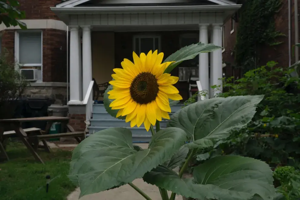 En canteros, en macetas o directamente en tierra, podés sembrar girasoles.