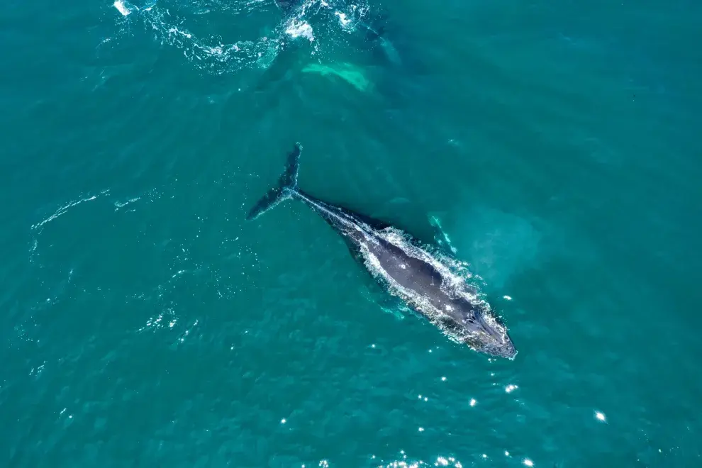 Ballena jorobada