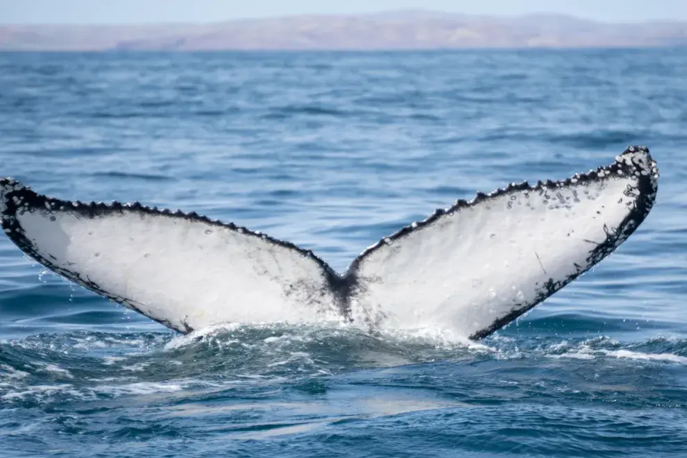 Ballena jorobada y su cola