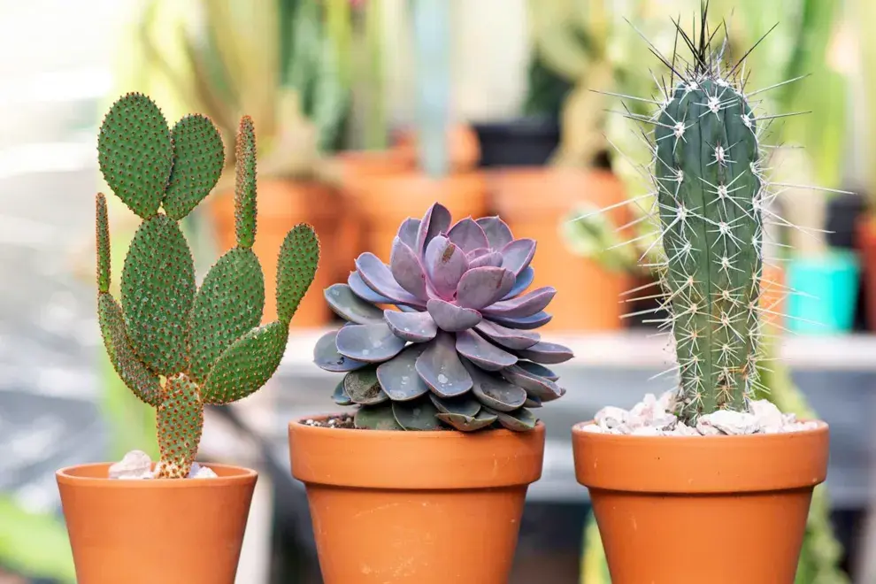 Atenti, que no todo lo que se dice es cierto sobre estas plantitas que están tan de moda.