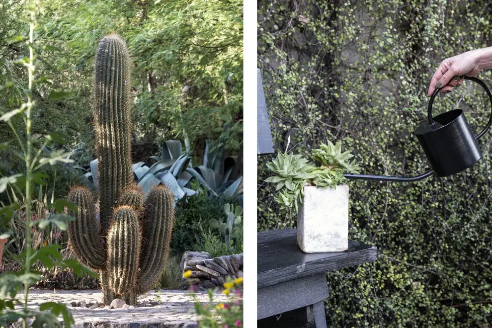 Algunas creencias populares afirman que los cactus no requieren agua: falso.