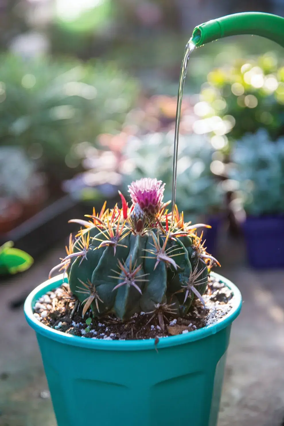 Es importante no regar los cactus con demasiada frecuencia, ya que el exceso de agua puede provocar la pudrición de la raíz