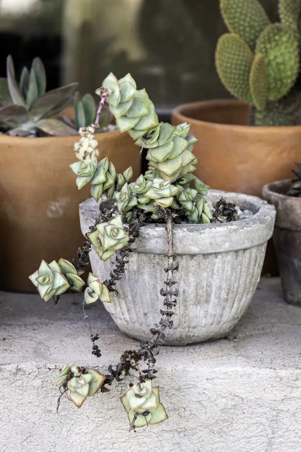 Si bien son más resistentes que otras plantas, las suculentas requieren condiciones específicas de humedad y luz para evitar enfermedades o malformaciones