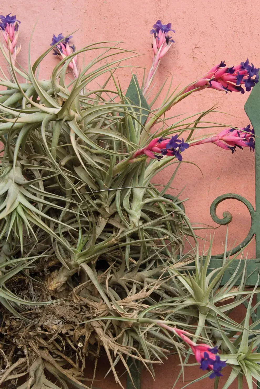 El clavel del aire es una planta muy atractiva que conviene cultivar en interiores, preferentemente en una casa sin jardín, para controlar que una multiplicación descontrolada afecte la salud de los árboles.