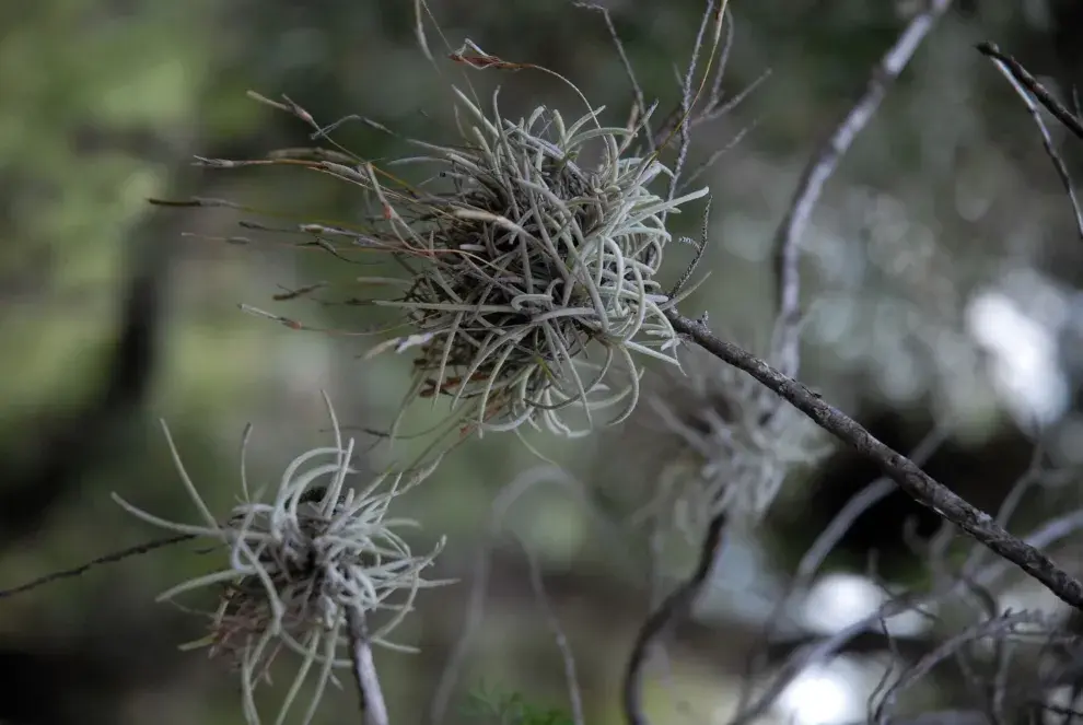 El clavel del aire es una planta epífita que se desarrolla sobre plantas leñosas.