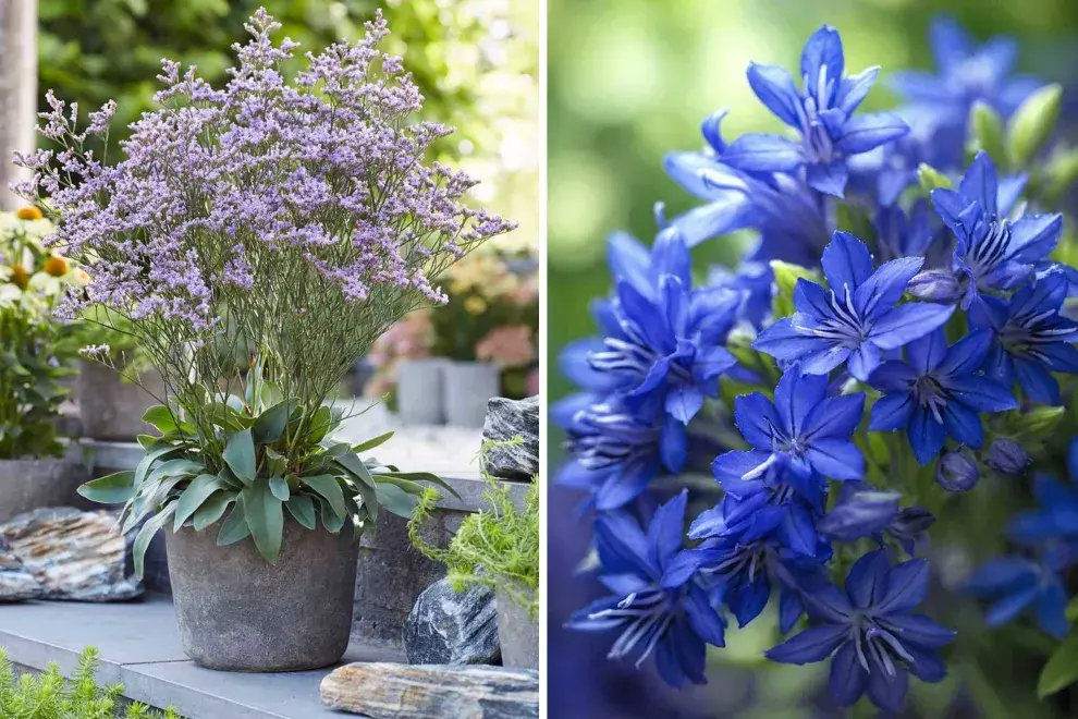 Tener un jardín con flores violetas hará que tu casa se vea más elegante