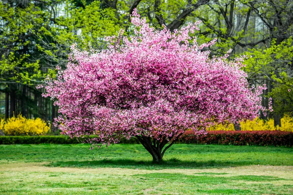 Las flores del árbol de cerezo son soñadas