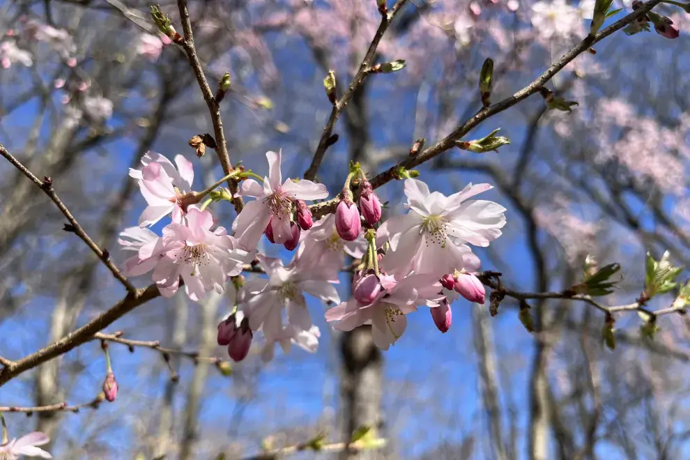 El árbol del cerezo es ideal para plantar en tu hogar