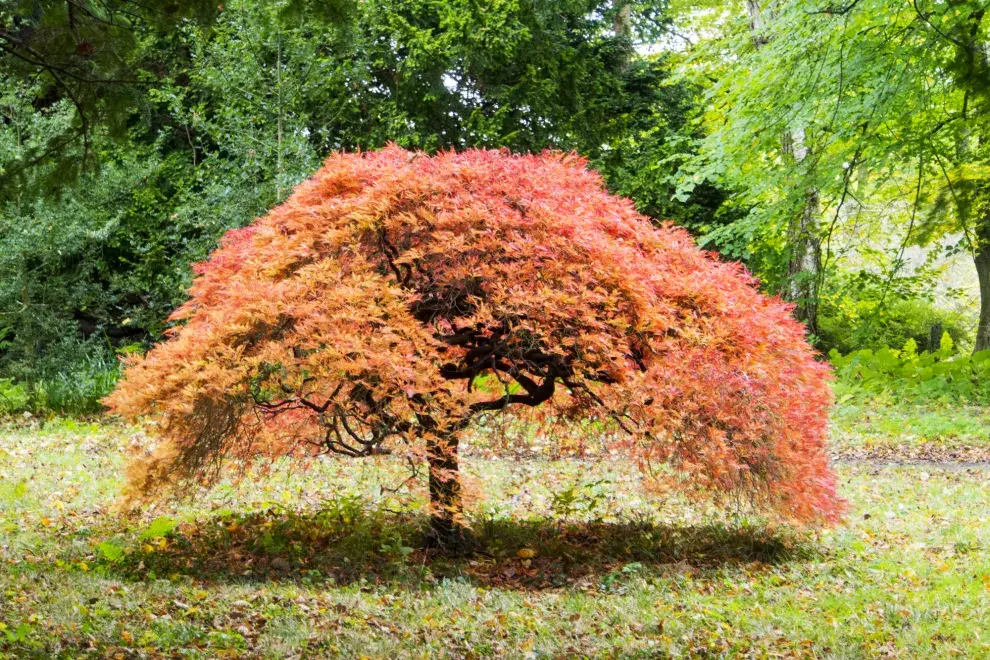 El arce japonés, su crecimiento es moderado, ideal para jardines de un tamaño pequeño