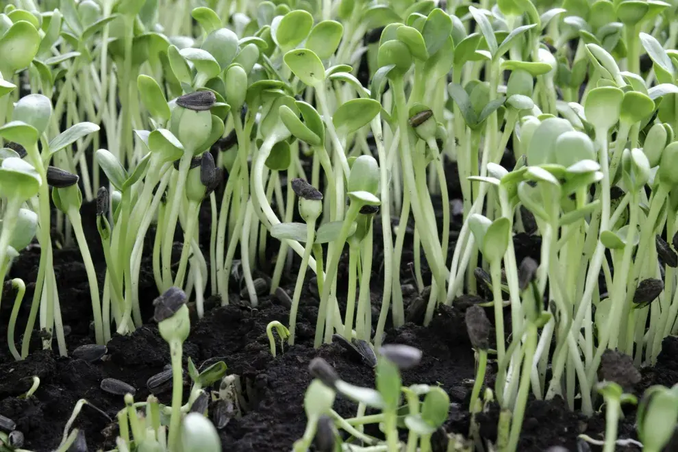 En primavera o verano es el mejor momento para sembrar girasoles, ya que las plantas pequeñas no soportan las heladas