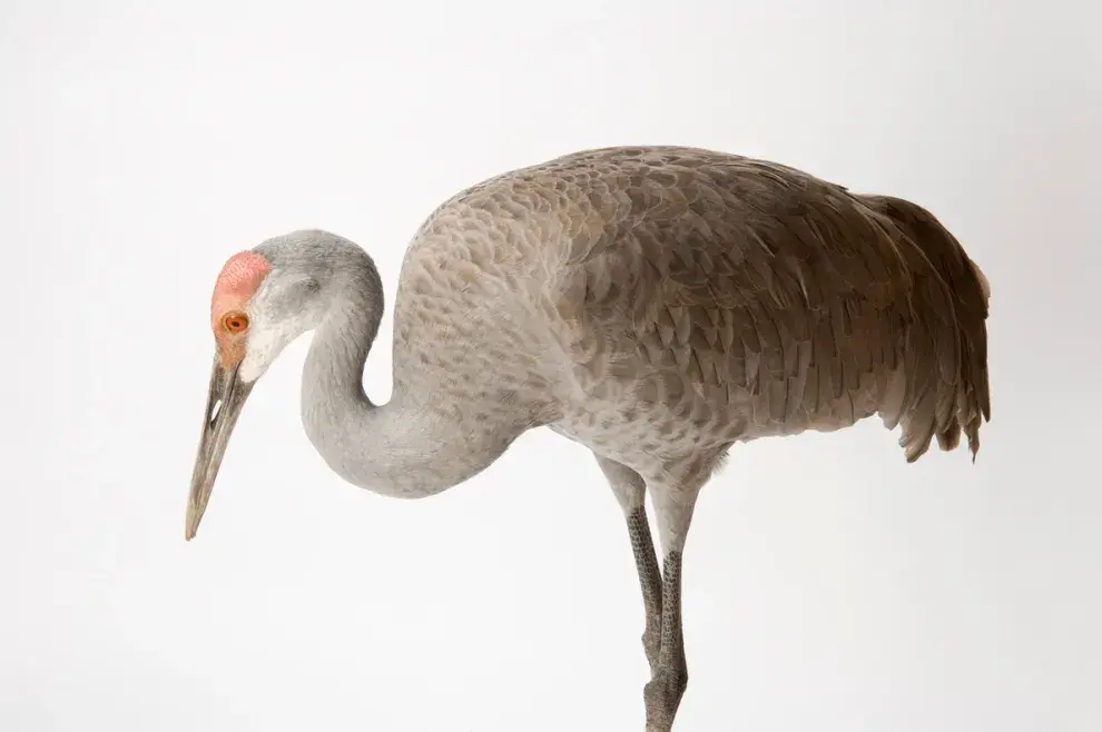 Grullas canadienses (Grus canadensis): 