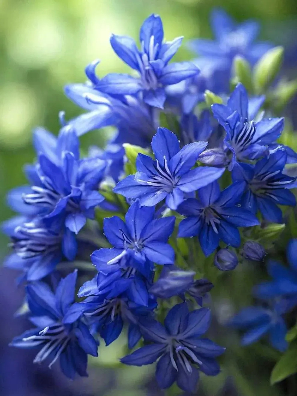 La Lobelia puede ser anual o perenne