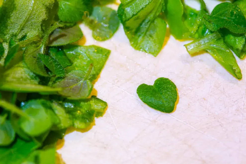 Foto de hoja de oregano con forma de corazón.