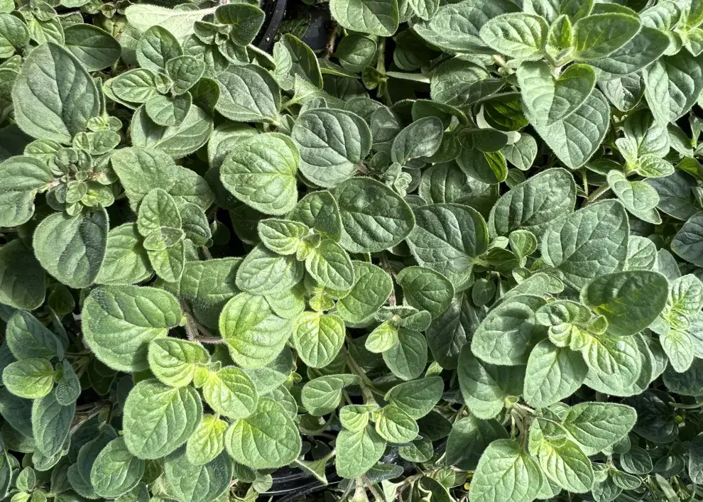 foto de oregano