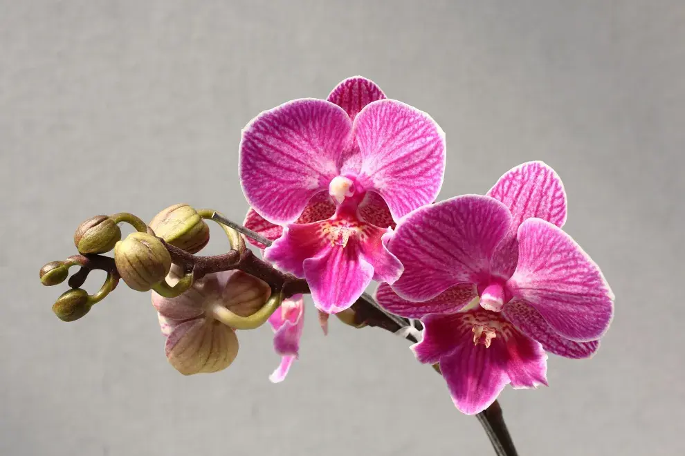 A veces las orquídeas no vuelven a florecer por falta de espacio, entonces es momento de trasplantar.