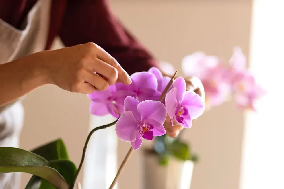 Hay que manejar las flores de la orquídea con mucha delicadeza y evitar que les de viento.