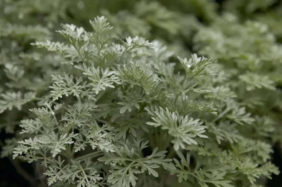 Artemisia ‘Powis Castle’