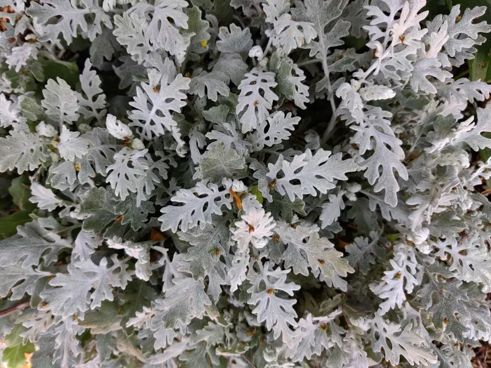 Senecio cineraria (Cineraria marítima)