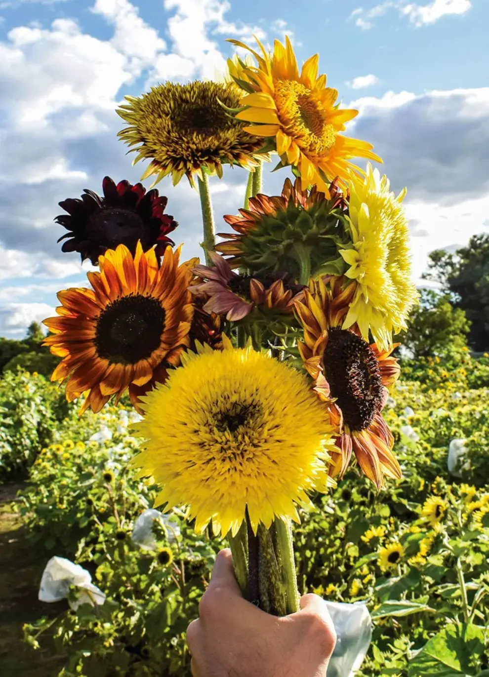 El girasol gigante (Helianthus annuus ‘Mammoth’) produce flores que pueden medir hasta 30 cm de diámetro.