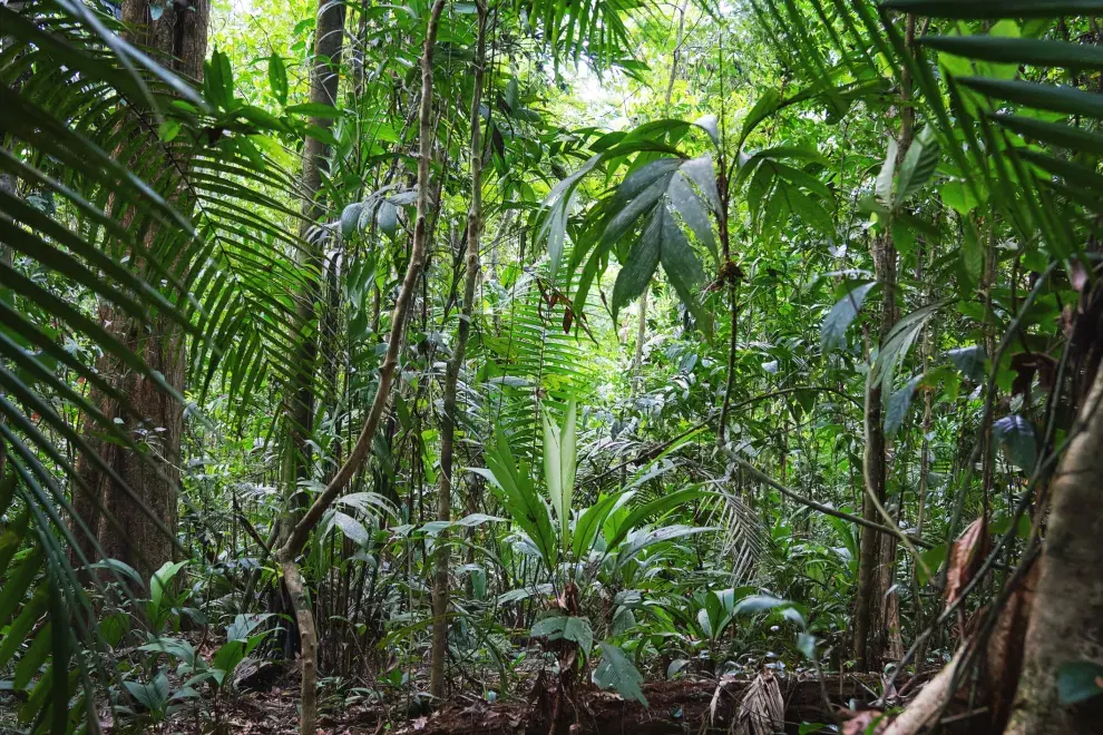 Reserva ecológica