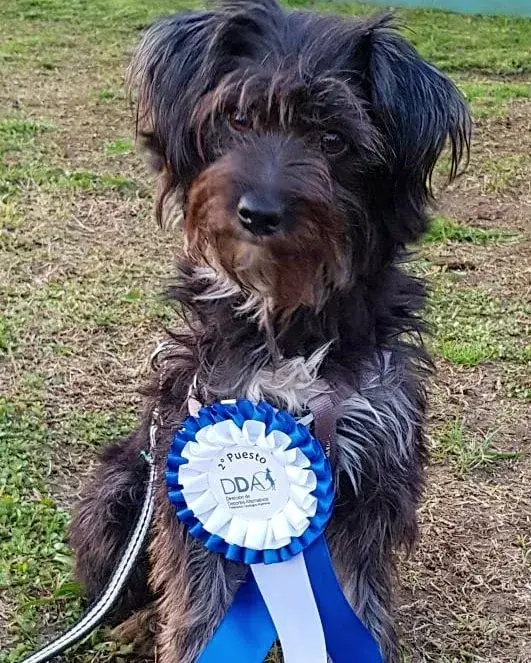 La perra que hace de Roto participando en la competencia nacional de Dog Dancing.