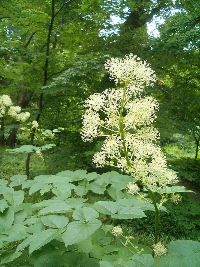 Aralia cordata: así luce cuando está florecida.