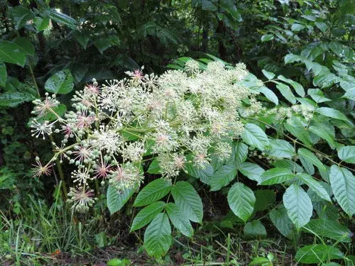 Aralia cordata