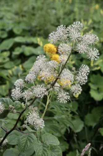 Aralia cordata: así luce cuando está florecida.