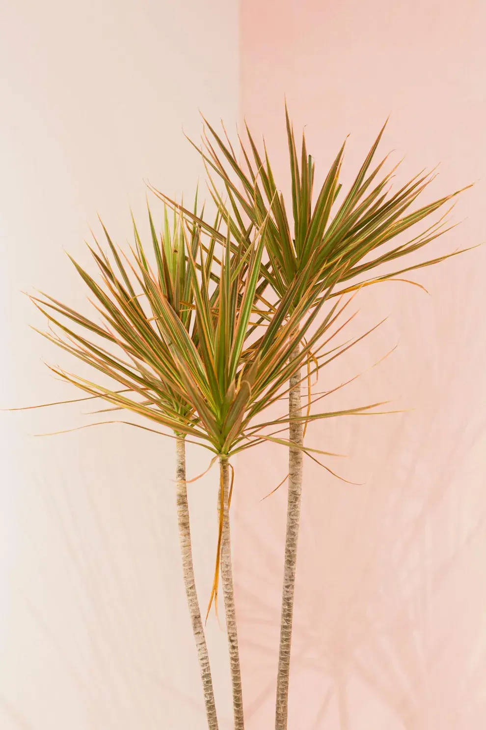  La Dracaena Marginata puede llegar a alcanzar los 5 metros de altura si las condiciones ambientales son adecuadas 