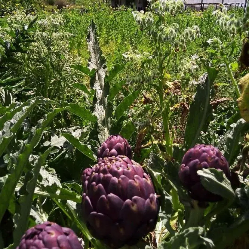 Los cultivos crean un paisaje colorido y vibrante en Coronillo.