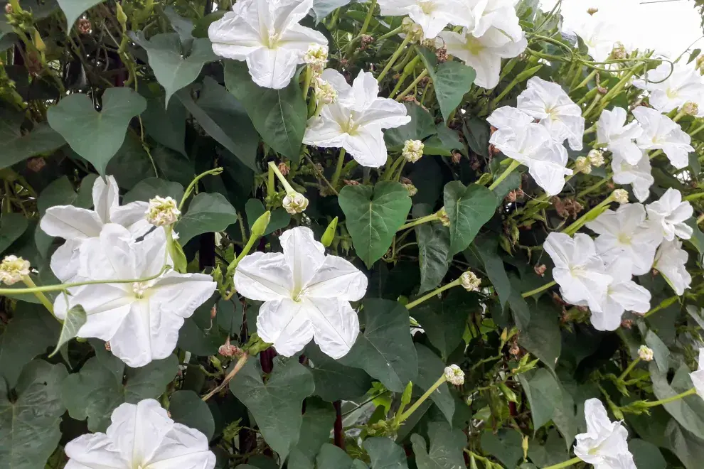 Ipomoea alba