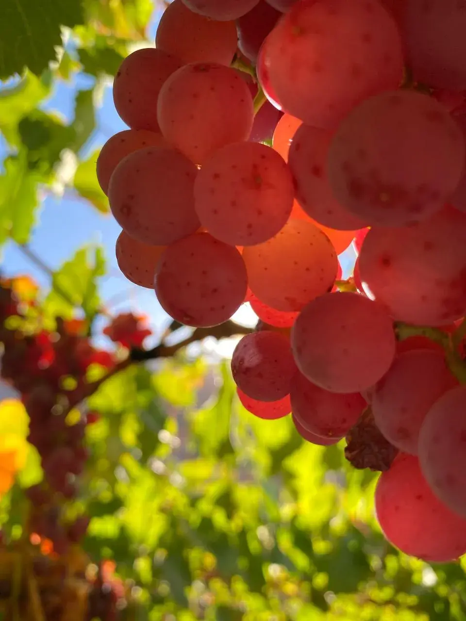 Las uvas 