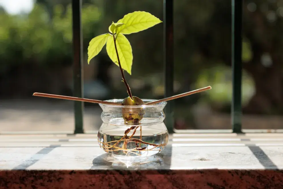 Cómo cultivar un árbol de palta en tu patio