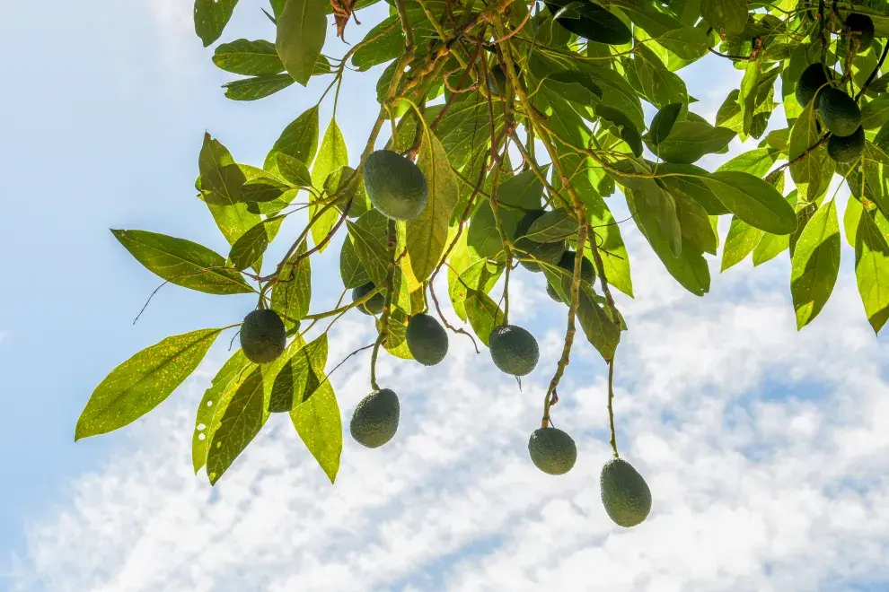 Cómo cultivar un árbol de palta en tu patio