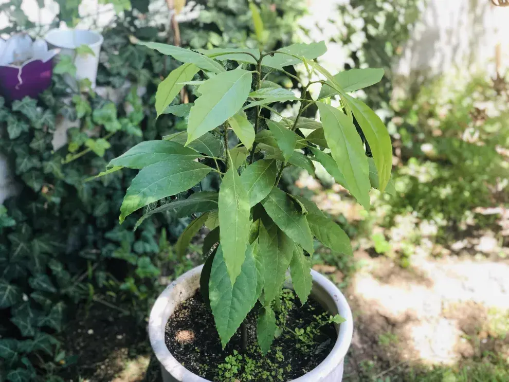 Cómo cultivar un árbol de palta en tu patio